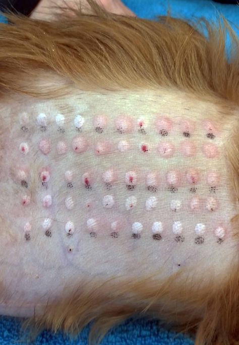 Intradermal skin testing is performed to determine what an animal is allergic to in the environment.  This little dog reacted to 24 different things- this is very unusual- most dogs react to 4-12 items.  This makes sense because this little dog has severe, year round itchiness.  He reacted to indoor and outdoor allergens. Puppy Skin Allergies, Skin Issues In Dogs, Allergy Testing Skin, Allergic Reaction To Amoxicillin, Home Remedy For Dog Skin Allergies, Dog Allergy, Allergy Testing, Dog Allergies, Dermatology