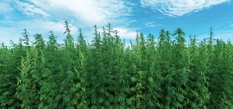 Thieves Mistakenly Steal Hundreds of Hemp Plants In France | Ganjapreneur Growing Hemp, Hemp Farm, Farm Plans, Farm Field, Hemp Oil, Cbd Oil, British Columbia, Animal Drawings, Agriculture