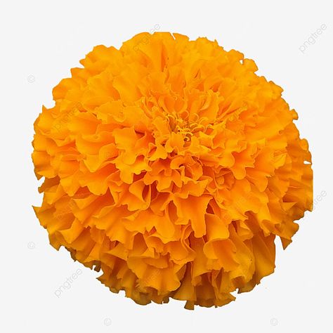 Merrygold Flowers, Marigold Clipart, Haldi Card, Flower Marigold, Flower Png Images, Marigold Flowers, Wallpaper Images Hd, 4k Wallpaper For Mobile, Beautiful Roads