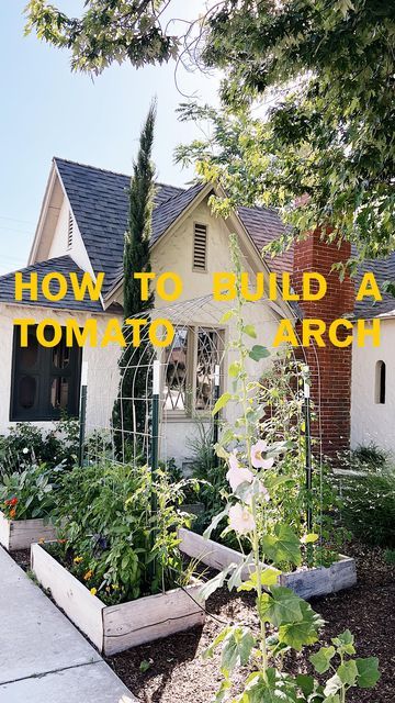 Erin Perez Hagström on Instagram: "i broke up with tomato cages and i’m never looking back. the tomato arch trellis is now my preferred support system, and it really is as simple as securing a cattle panel between four garden fence posts and just guiding your plant up over the arch. best for indeterminant varieties because they grow as long as you let them, easily up and over this roughly 6’ tall arch and pretty enough for my front yard urban garden. i planted mostly red cherry and yellow pear Cherry Tomato Trellis, Growing Cherry Tomatoes, Tomato Trellis, Cattle Panels, Arch Trellis, Tomato Cages, Fence Posts, Cherry Tomato, Never Look Back