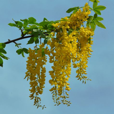 Laburnum (laburnum anagyroides)...pensive beauty or forsaken. Laburnum Tree, Golden Chain Tree, Ginger Rhizome, Plant Seeds, Tree Saw, Tree Seeds, Golden Chain, Plant Identification, Language Of Flowers