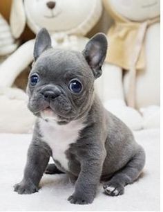 Just 20 Of The Cutest Mini French Bulldogs You Have Ever Seen Mini French Bulldogs, Mini Bulldog, Bulldog Clothes, Bulldog Francese, Potty Train, Bulldog Puppies For Sale, Cute Bulldogs, Bulldog Gifts, Frenchie Puppy