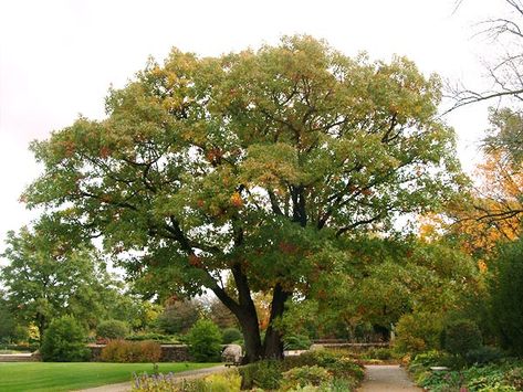 Northern Red Oak Northern Red Oak Tree, Tennessee Trees, Northern Red Oak, Red Oak Tree, White Oak Tree, Pecan Tree, Project Red, Arbour Day, Sun And Water