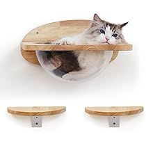 Cat Nursery, Cat Stairs, Cat Wall Shelves, Found Cat, Cat Wall Furniture, Cat Lounge, Cat Activity, Wall Furniture, Fa Fal