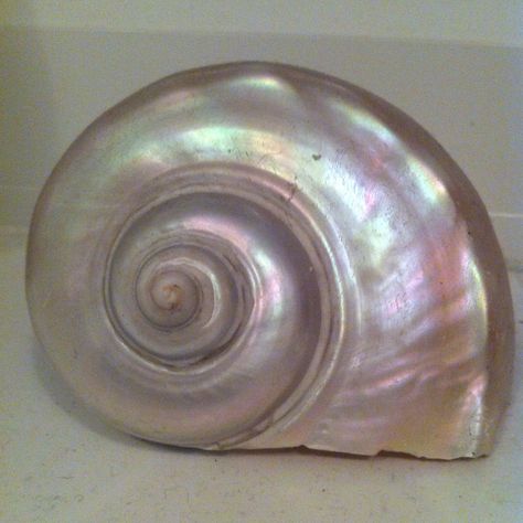 Pearlescent shell Shell Reference, Winter Basket, Murmuration Art, Mermaid Cove, Spiral Shell, Mermaid Aesthetic, Mermaid Life, Hyperrealism, Shell Art