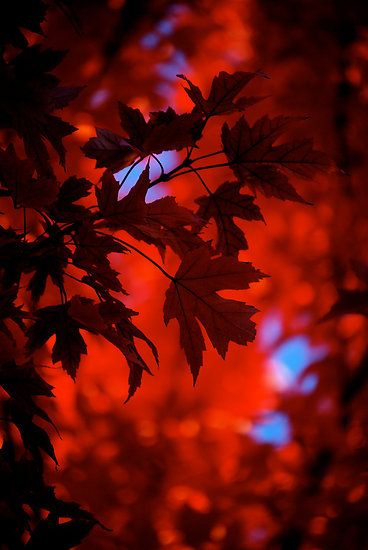 Autumn Blaze by Pamela Hubbard Red Leaves, Fabulous Fall, Autumn Beauty, Seasons Of The Year, Arte Floral, Fall Thanksgiving, Shades Of Red, A Tree, Fall Halloween