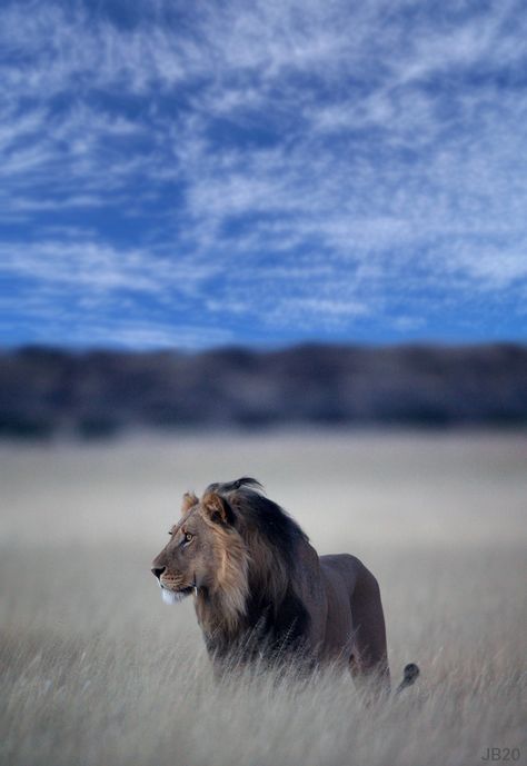 Hd Backgrounds For Editing, Backgrounds For Editing, Lion Background, Lion Kings, Lion Photography, Lions Photos, Africa Wildlife, Lion Wallpaper, Lion Images