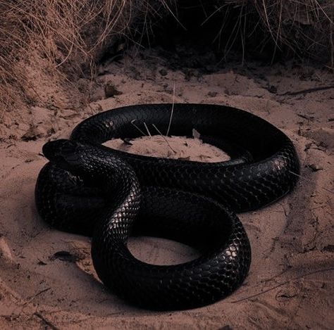 Snake Aesthetic, Types Of Snake, Complicated Love, Beautiful Snakes, Tale As Old As Time, Holly Black, Modern Disney, Black Snake, Black Animals