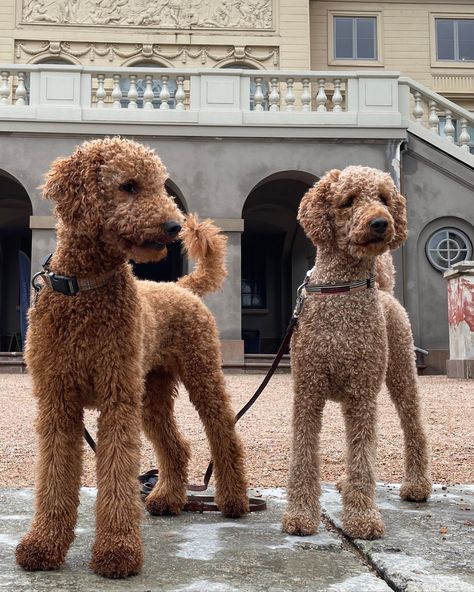 Poodle Doodle Haircut, Labradoodle Cuts Haircuts, Poodle Mohawk Dog Grooming, Standard Poodle Brown, Cream Standard Poodle, Standard Poodle Teddy Bear Cut, Miniature Poodle Haircut Styles, Goldendoodle Standard, Standard Poodle Haircut Styles