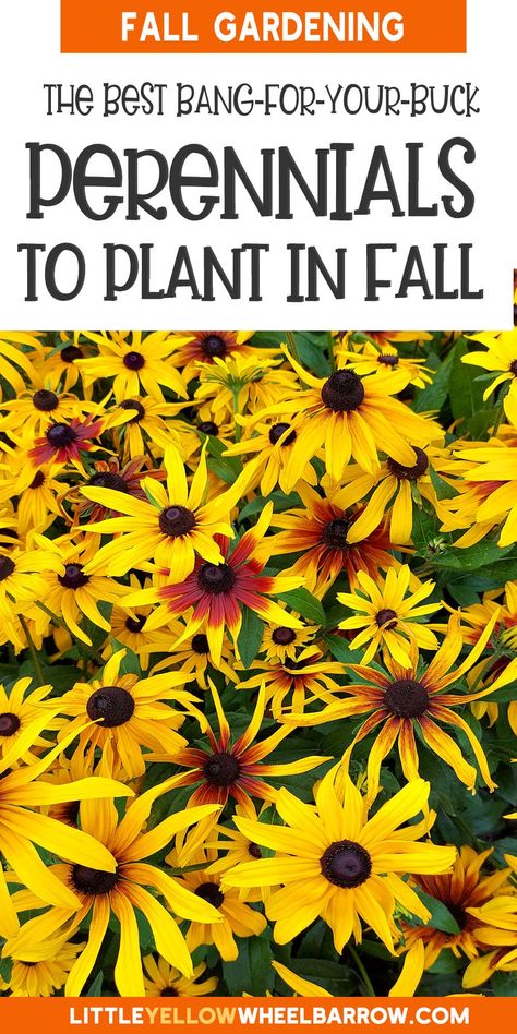 15 Best Perennials to Plant In Fall For Stunning Landscapes When To Plant Perennials, Fall Planting Zone 6, What To Plant In The Fall, Flowers To Plant In Fall, Fall Planting Perennials, Plant In Fall, Fall Landscaping, Leaf Structure, Fall Planting