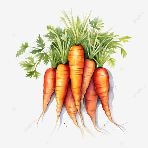 carrot watercolor carrot watercolor carrot food png Carrot Watercolor, Watercolor Vegetables, Food Watercolor, Vegetable Painting, Vegetable Art, Food Png, Transparent Image, Png Transparent, Free Png