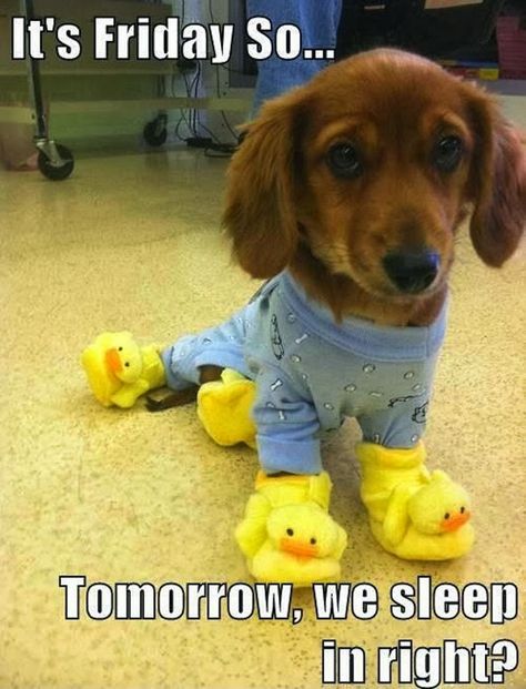 In regards to our last post, even though it's Week 1, hope you all catch some sleep this weekend! Friday Funny Pictures, Dachshund Funny, Bulldog Francese, Rubber Ducks, Funny Animal Quotes, It's Friday, E Card, Animal Quotes, Funny Animal Pictures