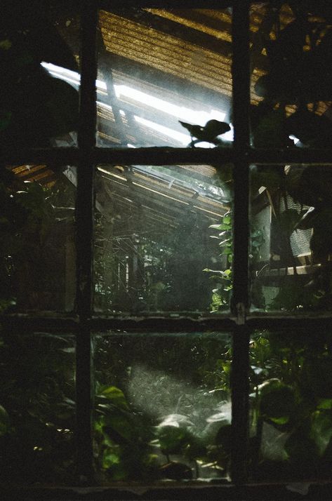 Abandoned greenhouse i found it in São Paulo Brazil Abandoned Greenhouse, Caring For Plants, Colorplus 200, Green Academia, Foto Inspo, Aesthetic Journal, Dark Green Aesthetic, Analog Photography, Garden Tips