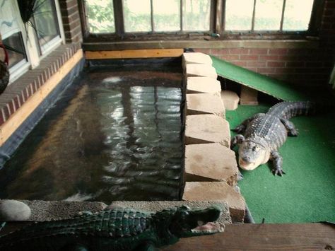 Indoor gators Alligator Enclosure, Crocodile Habitat Diorama, Crocodile Skink Enclosure, Red Eye Crocodile Skink Enclosure, Reptile Incubator, Livestock Shelter, Water Monitor, Zoo Photos, Reptile House