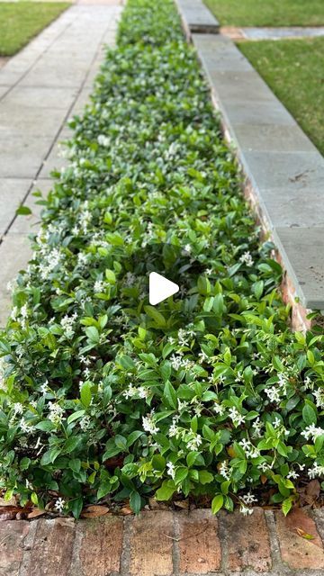 Moss Landscaping on Instagram: "You may have noticed star jasmine climbing fences and trellises on poly cable, but take a look at how we’ve creatively used this beautiful jasmine as a ground cover. What a delightful spring surprise! . . . . #landscaping #landscape #instadaily #landscapearchitecture #houston #trees #treecare #tree #starjasmine #jasmine #groundcover #spring #houston #lawncare #tips #tipsandtricks #lawncaretips #houstonplants #houstongarden #mosslandscaping" Star Jasmine Front Of House, Jasmine Ground Cover Ideas, Olive Tree Front Yard Landscaping, Asiatic Jasmine Landscaping, Star Jasmine Hedge, Jasmine Tree Outdoor, Asiatic Jasmine Ground Cover, Jasmine Lattice Wall, Chinese Star Jasmine