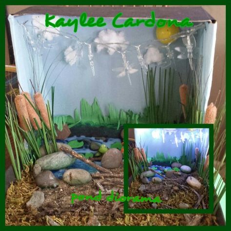 Pond diorama Pond Diorama, Ecosystems Diorama, Landform Projects, Pond Life Theme, Pond Diy, Pond Habitat, Rainforest Project, Diorama Kids, Diarama Ideas