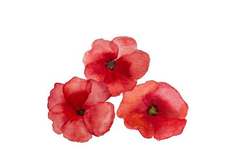 Anzac Poppy, Lest We Forget Anzac, Remembrance Day Art, View From Above, National Holiday, Beautiful Greeting Cards, Anzac Day, Remembrance Day, Lest We Forget