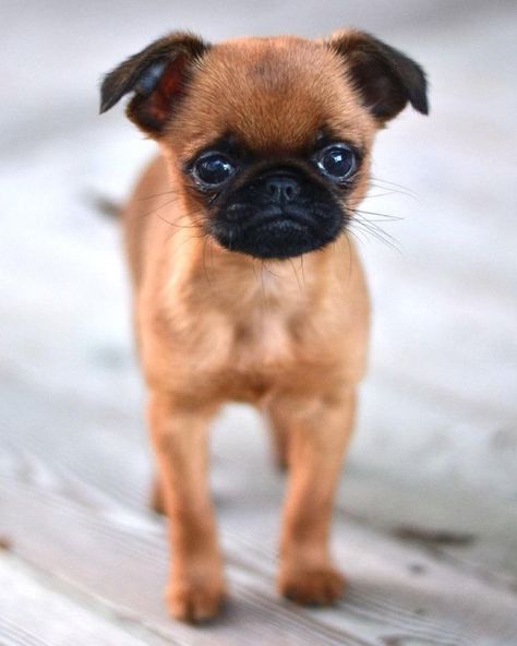 Griffin Dog, Brussels Griffon Puppies, Brussel Griffon, Chiweenie Puppies, Puppy Care Tips, Brussels Griffons, Fox Pups, Petit Brabancon, Griffon Dog