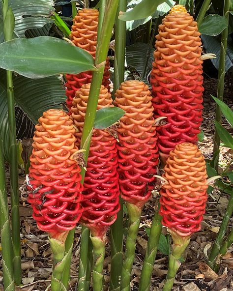 RomaStreetParkland on Instagram: “🐝 Zingiber spectabilis, more commonly known as the beehive ginger plant, can be found in the Spectacle Garden. This ornamental plant has a…” Beehive Ginger Plants, Ornamental Ginger, Ginger Beer Plant, Beehive Ginger Flower, Hawaiian Honeycreeper, Ginger Plant Flower, Beehive Ginger, Ginger Flowers, Shell Ginger