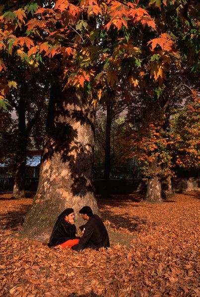 steve mccurry, Chinar Trees, Kashmir Steve Mccurry Photos, Steve Mc, Steve Mccurry, Afghan Girl, Picture Stand, National Geographic Magazine, Photographer Portfolio, Anais Nin, Srinagar