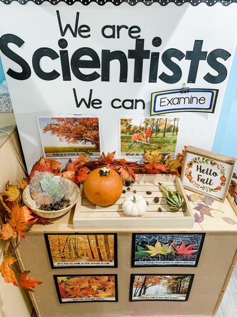 Fall Preschool Science, Fall Science Center, Fall Science Activities, Science Center Preschool, Prek Science, Preschool Classroom Setup, Play To Learn Preschool, Pre-k Science, We Are Scientists