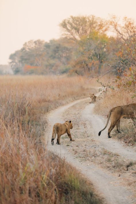 Kafue National Park, Safari Aesthetic, Zambia Safari, Luxury African Safari, Wild Animal Wallpaper, On Safari, Exotic Animals, Safari Adventure, One Day Trip