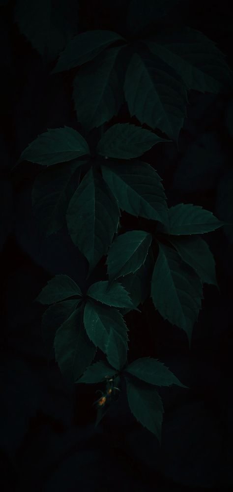 Deep Green Asthetics, Deep Green Wallpaper Iphone, Pthalo Green Wallpaper, Dark Green Flower Wallpaper, Deep Green Aesthetic Wallpaper, Dark Green Floral Wallpaper, Deep Green Aesthetic, Green Esthetic, Dark Green Tile