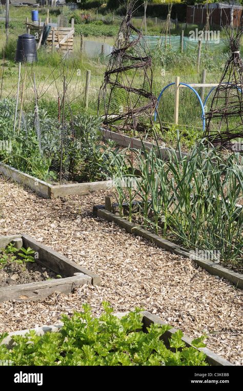 Allotment Raised Beds, Summer Crops, Allotment Ideas, Outdoor Greenery, Community Garden, Covered Garden, Plant Protection, Natural Garden, Nature Garden