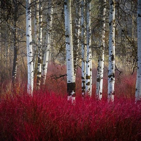 Red Twig Dogwood and birch Michigan Flowers, Yellow Twig Dogwood, Dogwood Shrub, Red Dogwood, Small Flowering Plants, Red Twig Dogwood, Twig Dogwood, Dogwood Trees, Aspen Trees