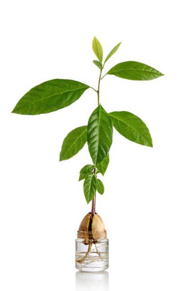 Plants That Root In Water, Zen Plants, Shallow Rooted Plants, Indoor Avocado Tree, Culver Root Plant, Diy Root Stimulator For Plants, Plants With Roots, Avocado Seed Growing, Rooting Plants