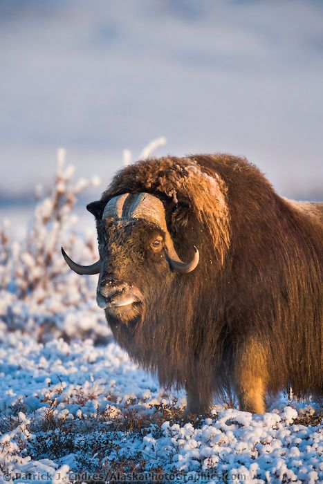 Bull Musk Ox on Alaska's arctic coastal plain. Ox Photography, Snowy Tundra, Buffalo Art Print, Elephant Shrew, Buffalo Art, North American Animals, Crochet Hippo, Musk Ox, Coastal Plain