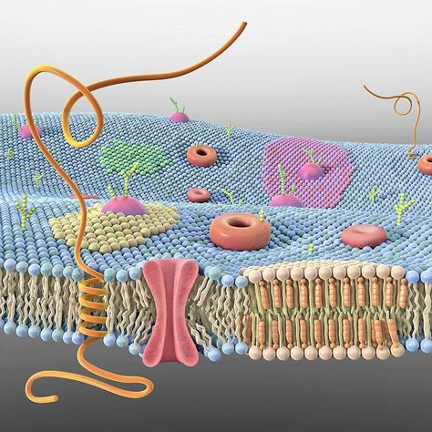 Cell Membrane 3D Membran Sel, 3d Cell, Medical Illustrations, Biology Major, Biology Resources, A Level Biology, Plasma Membrane, Study Biology, Biology Classroom