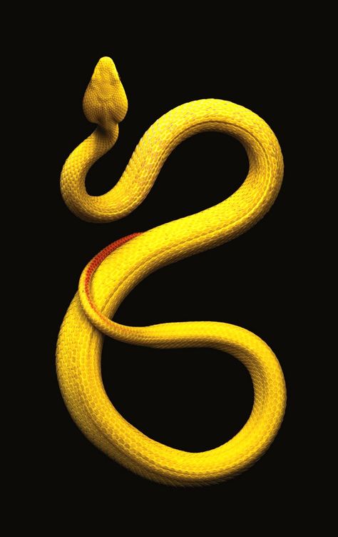 † ριntєrєѕt † : Mary Virmoux Danger Noodles, Pretty Snakes, Colorful Snakes, Serpent Snake, White Lips, Pit Viper, Snake Venom, Reptile Snakes, Cute Reptiles