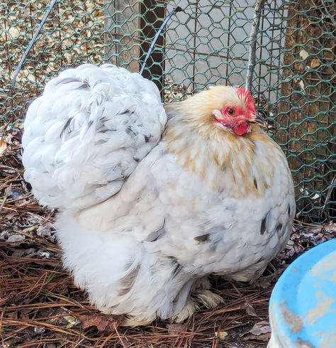 Cochin Bantam, Fluffy Chickens, Cochin Chickens, Fluffy Chicken, Ranch Living, Bantam Chickens, Chicken Pictures, Chicken Bird, Beautiful Chickens