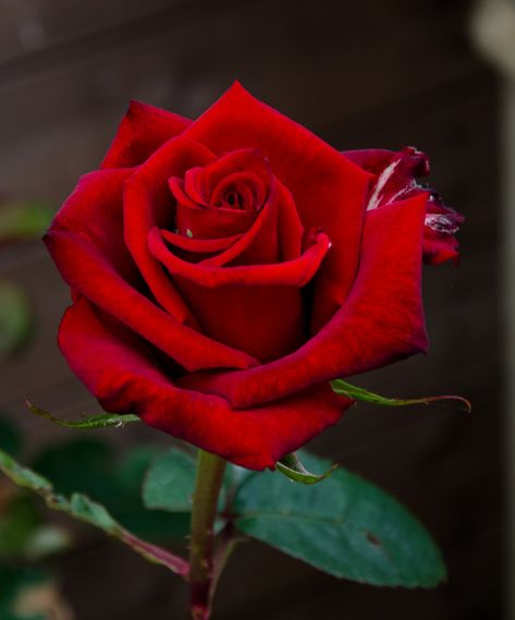 Rose Reference, Single Red Rose, Rose Flower Pictures, Mother Love, Beautiful Red Roses, Rose Images, Rose Photos, Rose Rouge, Rose Photography