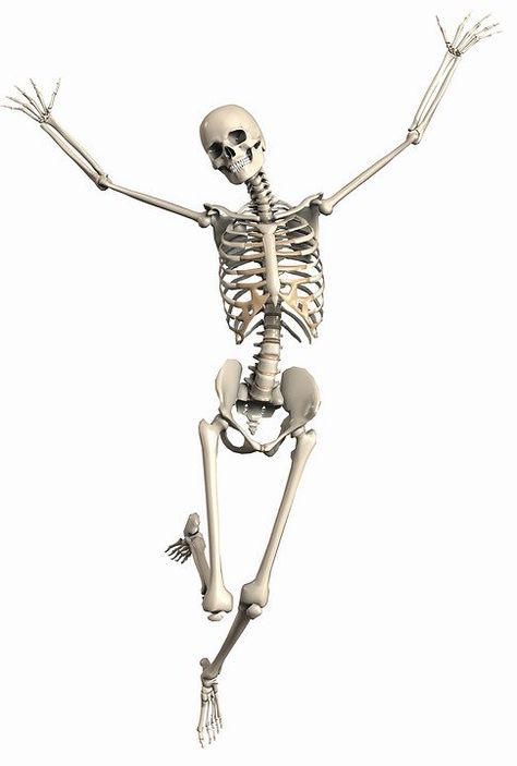 Skeleton Female Endoskeleton - Free image on Pixabay Posing Skeletons, Happy Skeleton, Silly Skeleton, Skeleton Anatomy, Skeleton Drawings, Skeleton Sticker, Stickers Halloween, Human Skeleton, Halloween Day