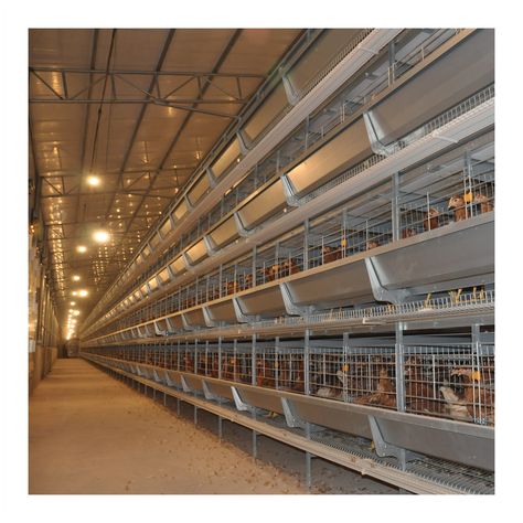 A type and H type poultry cages are sold by the manufacturer directly. Capacity from 10,000 birds to 100,000 birds in one house. Layer, broiler, pullet and breeder cages are fully automatic. Kindly contact us to design your farm. Mobile: +8615538262549（WhatsApp & WeChat) Email: john1152782259@gmail.com Poultry Farm Buildings, Poultry Farm Design, Chicken Raising, Poultry Equipment, Farming Technology, Layer Chicken, Poultry House, Poultry Cage, Farm Chicken