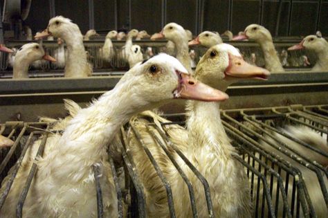 Foie Gras Commonwealth Investigation Vegetarian Lifestyle, Factory Farming, The Barbarians, Animal Groups, Animal Protection, Help Animals, Save Animals, Main Page, All Animals