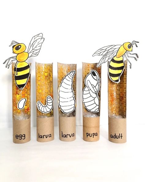 Life Cycle of a Bee . Celebrating World Bee Day, we took a closer look at the life cycle of this busy little insects. There are basically 4… | Instagram Life Cycle Of A Bee, World Bee Day, Bee Life Cycle, Bee Activities, Bee Day, Garden Art Ideas, Garden Deco, Garden Artwork, Garden Art Sculptures Diy