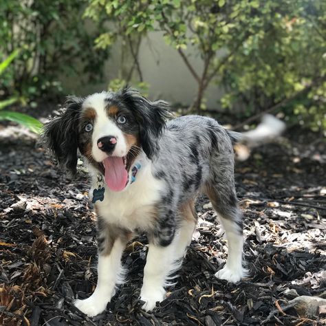 29 Australian Shepherd Mix Breeds – The Popular and Adorable Hybrid Dogs Mixed Dogs, Cairn Terrier Mix, Australian Cattle Dog Mix, Dog Breed Names, Puppy Mix, Cocker Spaniel Mix, American Bulldog Mix, Shepherd Dog Breeds, Teacup Puppies For Sale