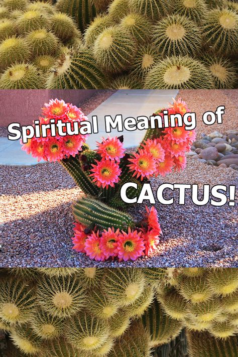 Cactus - Spiritual Meaning, Omens, Symbols, Signs, Messages Cactus Spiritual Meaning, Cactus Symbolism Meaning, Cactus Meaning, Omens Signs, Cactus Flower Tattoo, Desert Inspiration, Coral Cactus, San Pedro Cacti, Golden Barrel Cactus