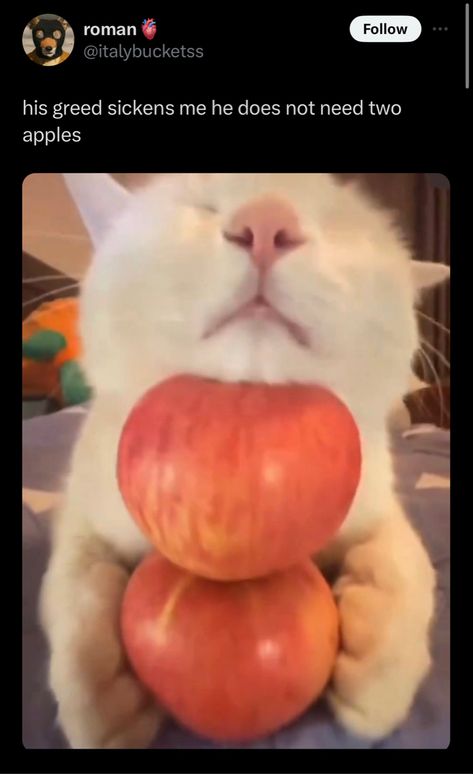 Sickening greed from a cat who rests his head on two apples when he only needs one Cat With Apple, Apple Meme, Apple Cat, Silly Animal Pictures, Goofy Cats, Silly Cats Pictures, Cat Pose, Silly Animals, Silly Pictures