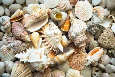 How to Clean Sea Shells and Restore Color - Oh So Spotless How To Clean Coral From The Beach, How To Clean Seashells From The Beach, Cleaning Seashells How To, How To Make Shells Shine, Clean Shells From The Beach, How To Clean Shells From The Beach, How To Clean Sea Shells, How To Clean Sea Shells From The Beach, How To Clean Shells