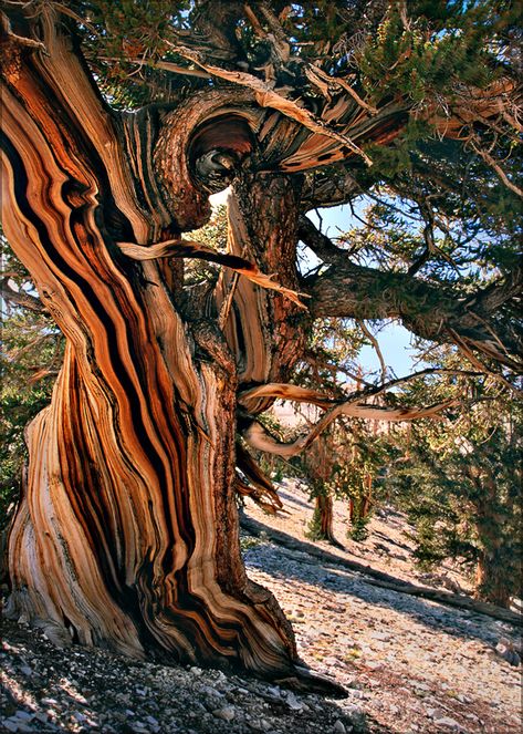 Bristlecone Pine Tree, Tree Texture, Bristlecone Pine, Tree Textures, Rainbow Tree, Nature Camping, Pine Tree, Acrylic Art, The Tree