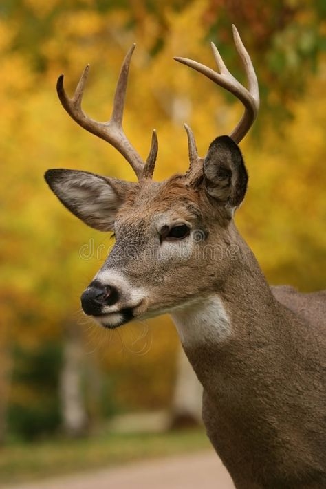 Male white tail deer. A vertical buck head shot portrait , #Ad, #tail, #deer, #Male, #white, #vertical #ad White Tail Deer, Male Deer, Deer Photography, Fawns Deer, Fallow Deer, Deer Buck, Theme Nature, Roe Deer, Red Deer