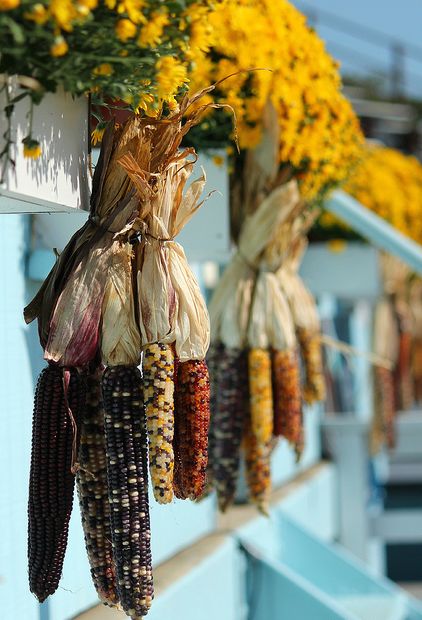 Autumn ~ Decor Corn Stalk Decor, Corn Stalks, Dried Corn, Indian Corn, Fall Front Porch Decor, Autumn Love, Fall Front Porch, Autumn Nature, All Things Fall