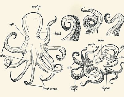 Octopus Anatomy, References Animals, Material Exploration, Pose References, Pose Reference, Biology, Octopus, Anatomy, Illustrations