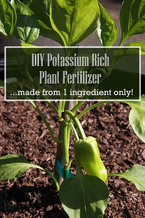 DIY Potassium Rich Plant Fertilizer Tea Fertilizer, Home Made Fertilizer, Homemade Plant Fertilizer, Cardamom Plant, Homemade Fertilizer, Passion Fruit Plant, Diy Fertilizer, Banana Tea, Keyhole Garden