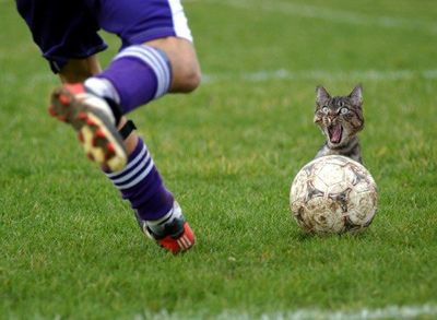 Well that's a bad day... Funny Football Pictures, Playing Soccer, Image Chat, Soccer Funny, Football Funny, Football Pictures, Funny Cat Pictures, Funny Cute Cats, Sports Humor