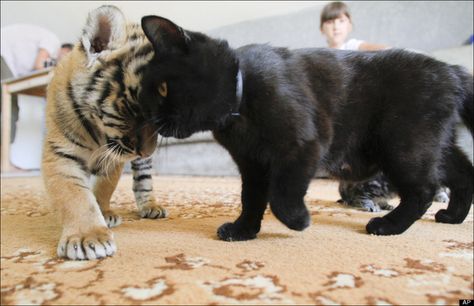 This cat headbutting his tiger bestie. | Community Post: 44 Of The Most Important Black Cats In Black Cat History Cat And Tiger, Baby Tigers, Shar Pei Dog, Siberian Tiger, Tiger Cub, Shar Pei, Domestic Cat, Cat Playing, Sochi